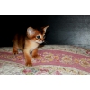 Продажа Абиссинских котят \"FireKitty\"