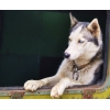 Пропала собака хаски Наро-Фоминск
