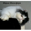 Прикрепленные изображения