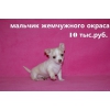 Щенки чихуахуа