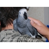 Серый Африканский Попугай Жако (Краснохвостый Жако)  – птенцы выкормыши