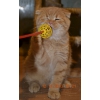 Шотландский вислоухий котенок - рыжий котик