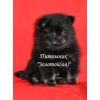 Шпиц померанский миниатюрный черно-подпалый щенок мальчик