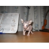 лысые кожанные котята сфинксы резинки Peterbald доставка по России