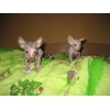 лысые кожанные котята сфинксы резинки Peterbald доставка по России