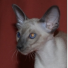 Ориентальный сиамский котенок