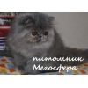 Прикрепленные изображения