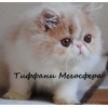 Прикрепленные изображения