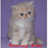 Персидские котята открыты для резервирования