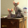 петербургские сфинксы-котята