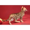 Питомник бенгальских кошек \"Malakhovka\" предлагает котят.