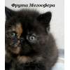 Прикрепленные изображения