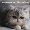 Прикрепленные изображения
