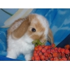 Породистые вислоухие кролики-крольчата