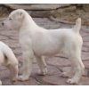 Продам щенка алабая (среднеазиатская овчарка,  Сао,  азиатская овчарка,  азиат)
