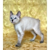 Котята метисы мейн куна короткошерстные