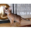 Самый ласковый котенок на свете