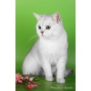Британские котята редкого окраса - серебристый затушеванный