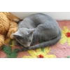 Русские голубые котята из питомника