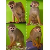 Саймири,   ручные карликовые обезьянки