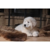 шикарный щенок мареммо-абруцкой овчарки от итальянского кобеля